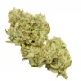 Сорт насіння канабісу White Widow Feminised Silver
